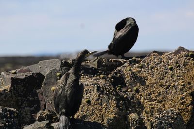 Close-up of owl perching on rock against sky