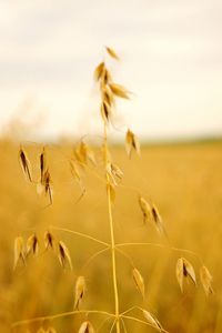 Close-up of stalks in field against sky