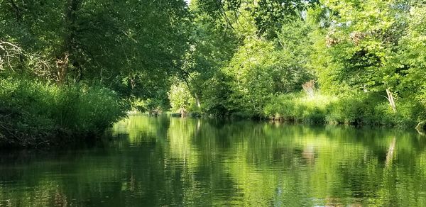 Scenic view of lake in forest