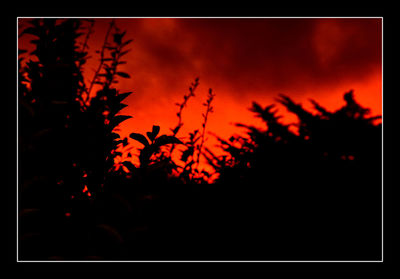 Silhouette plants against sky at sunset