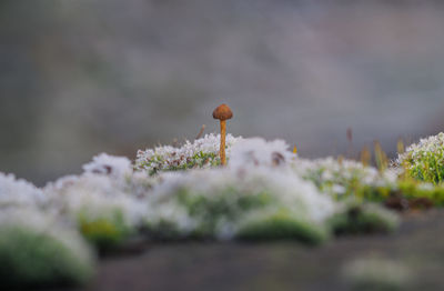 Close-up of mushroom growing on field