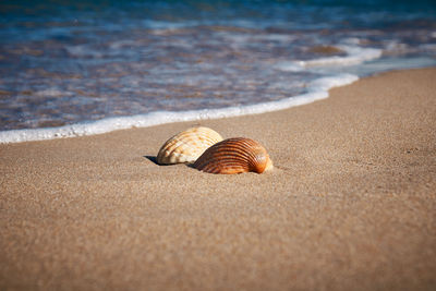 Close-up of shell on beach