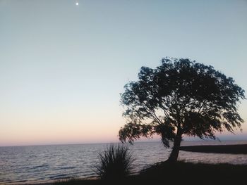 Silhouette tree by sea against clear sky during sunset