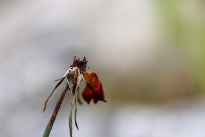 Close-up of wilted flower bud