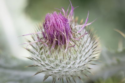 Close-up of thistle flower