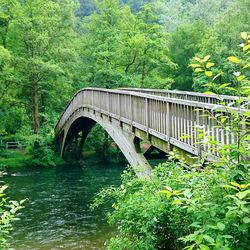 Bridge over river in forest