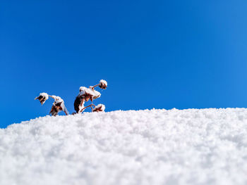 Low angle view of white dog against blue sky