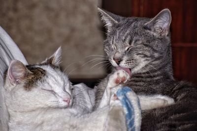Close-up of a cat with eyes closed