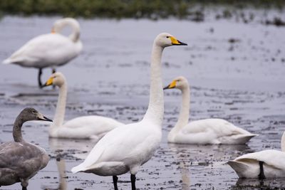 Swans perching on lake