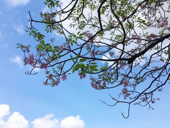 Low angle view of tree against sky