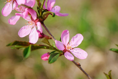 A branch of wild flowering almond