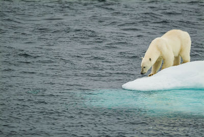 Polar bear standing on ice beside sea