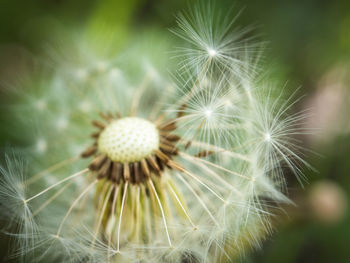 Close-up of dandelion on plant