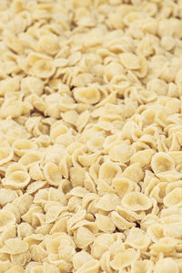 Fresh orecchiette or orecchietta, made with durum wheat and water, handmade pasta typical of puglia