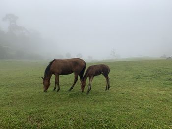 Horses grazing under the morning mist 