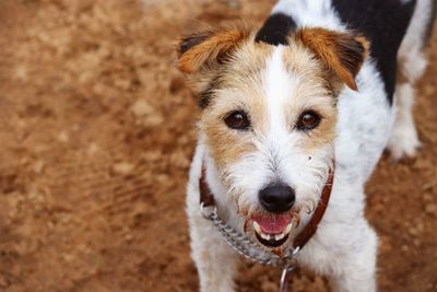 Portrait of dog standing on field