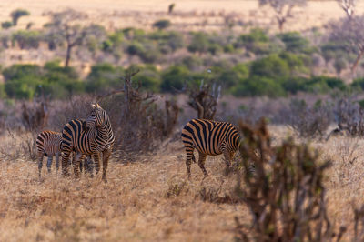 Zebras on grass