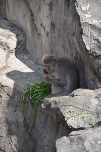 Stone sitting on rock against wall at zoo