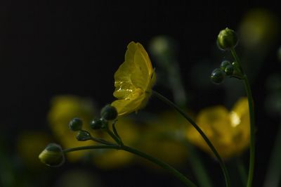 Close-up of yellow flower buds