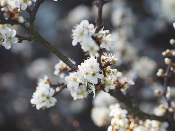 Close-up of cherry blossom