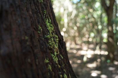 Close-up of tree trunk in forest