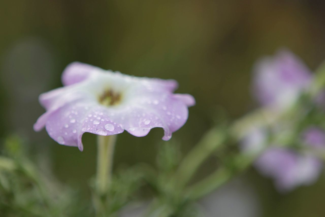 CLOSE-UP OF WATER DROPS ON PURPLE FLOWERING PLANT