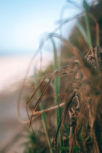 Close-up of plant on field against sky