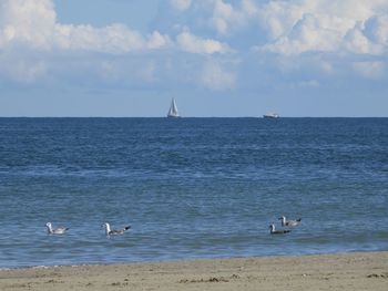 View of seagulls on sea