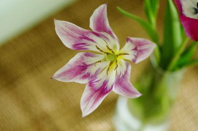 Close-up of pink flower