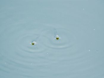 Close-up of yellow flowers