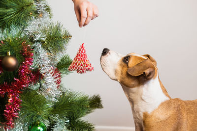 View of christmas tree