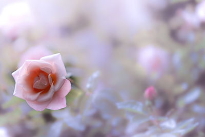 Close-up of pink rose