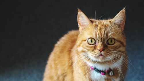 Close-up portrait of a cat