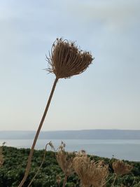 Close-up of wilted plant by sea against sky