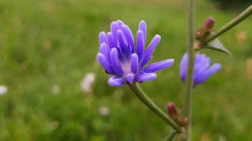 Close-up of purple flowers