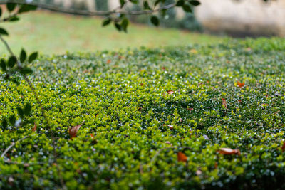 Close-up of plants growing on field