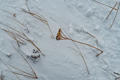 High angle view of dried plant on snow covered field