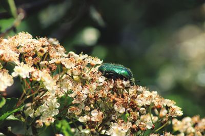 Close-up of insect on flower rose chafer beetle 