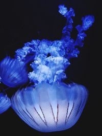 Close-up of jellyfish against blue background