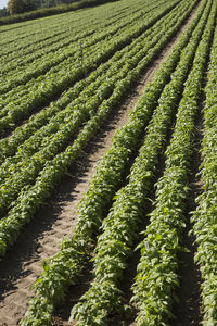 Scenic view of agricultural field