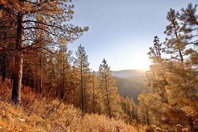 Scenic view of forest against sky during autumn