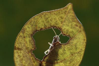 Close-up of butterfly on leaf