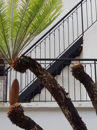 Low angle view of potted plants on window
