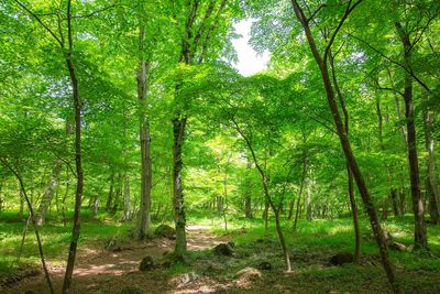 View of trees in forest