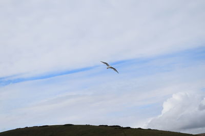 Low angle view of bird flying in sky