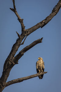 Low angle view of bird perching on branch against sky