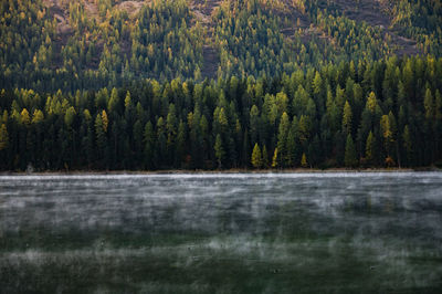 Scenic view of forest