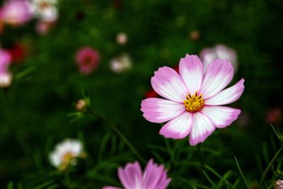 Close-up of pink flower blooming outdoors