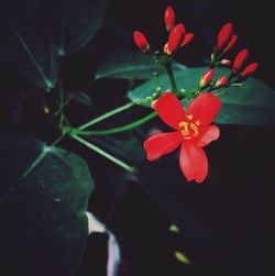 Close-up of red flowers blooming outdoors