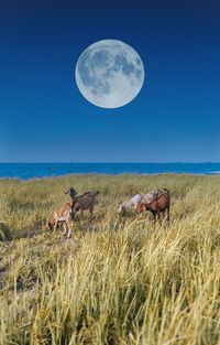 Digital composite image of animal on field against clear blue sky